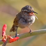 Wren9.jpg