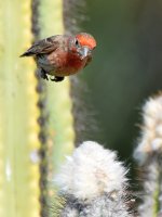 Finch.jpg