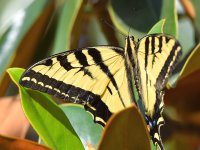 Swallowtail2.jpg