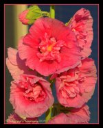 Pink Hollyhocks 6-26-2016.jpg