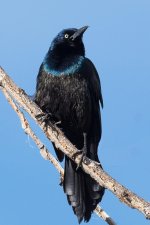 Grackle-150.jpg