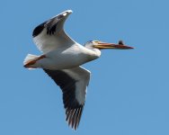 PeliFlight-151.jpg