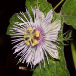 PassifloraArida.jpg
