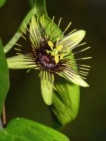 PassifloraManta.jpg