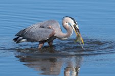 HeronCatch-173.jpg