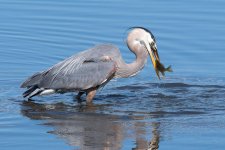 HeronCatch-172.jpg
