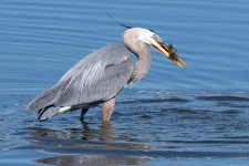 HeronCatch-171.jpg