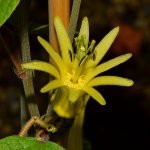 PassifloraCitrina2.jpg