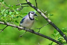 Blue-Jay-1.jpg