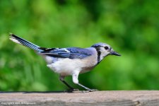 Blue-Jay-2.jpg