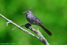 Grey-Bird-1.jpg