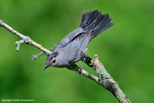 Grey-Bird-2.jpg