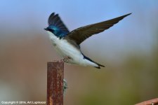 Common_Tree_Swallow_03.jpg