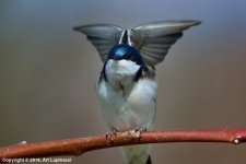 Common_Tree_Swallow_06.jpg