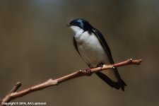 TreeSwallow_443_GG(850px).jpg