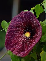 Aristolochia.jpg