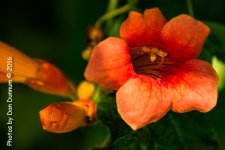 Flowers-9337.jpg