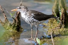 SpotSandpiper-100.jpg
