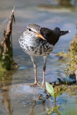 SpotSandpiper-101.jpg