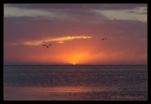 Sunset with Seagull's 6-28-2016.jpg
