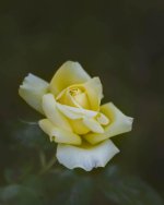 A-yellow rose.jpg