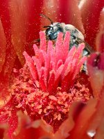 Bee.jpg