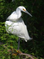 Egret2.jpg