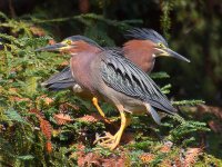 GreenHeron.jpg
