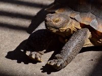 Turtle2.jpg