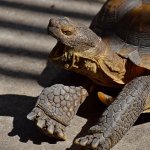 Turtle3.jpg