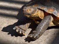 Turtle.jpg