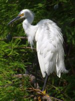 Egret.jpg