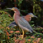 GreenHeron2.jpg