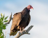 Vulture-100.jpg