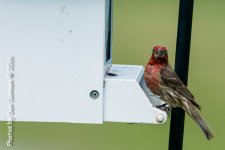 Birds from the Porch-9370.jpg
