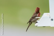 Birds from the Porch-9373.jpg