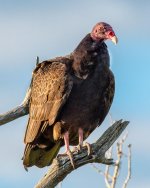 Vulture-102.jpg