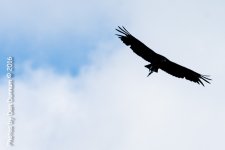 Birds from the Porch-9393.jpg