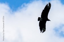 Birds from the Porch-9394.jpg