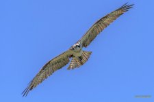 IVA_6838.jpg