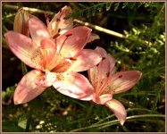 lilly DSC_2068 -1.jpg