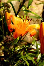 lily DSC_2062 -1.jpg