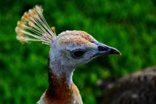 DSC_3276.jpg
