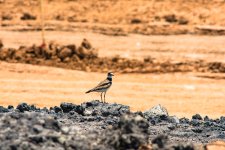 DSC_3643.jpg