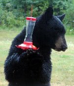 black bear.jpg