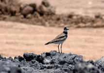DSC_3643.jpg