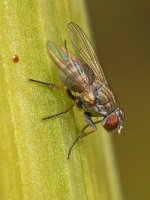 Fly2.jpg