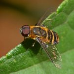 HoverFly.jpg