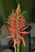 Yucca.jpg