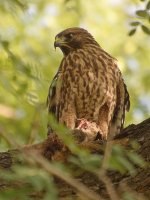 Hawk.jpg